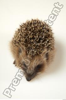 Hedgehog - Erinaceus europaeus  0065